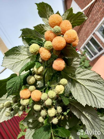 Саженцы малины, ежевика