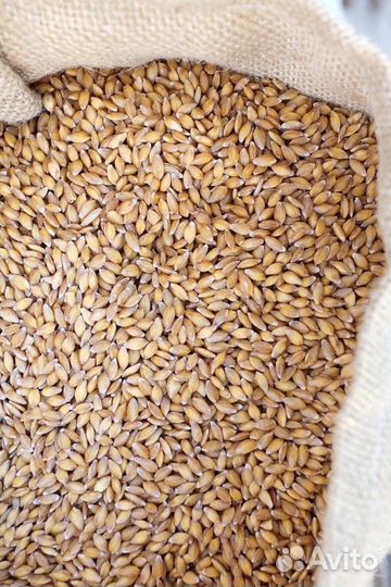 Пшеница