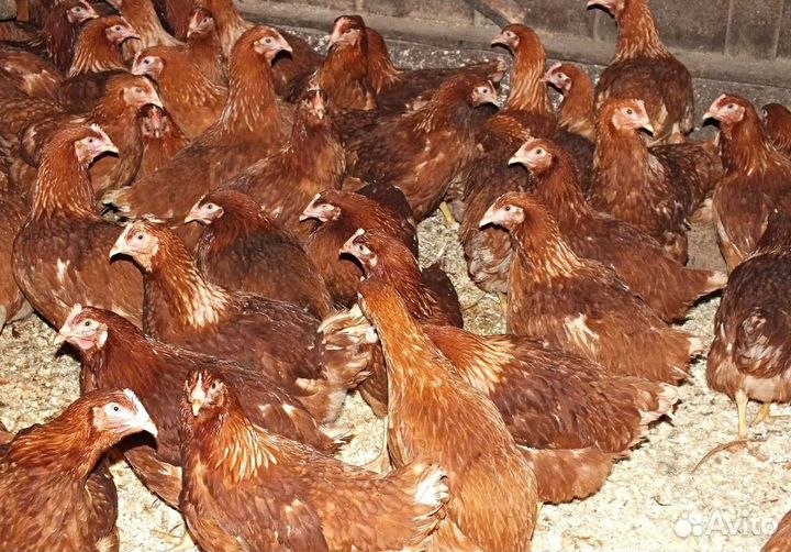 Куры молодки несушки