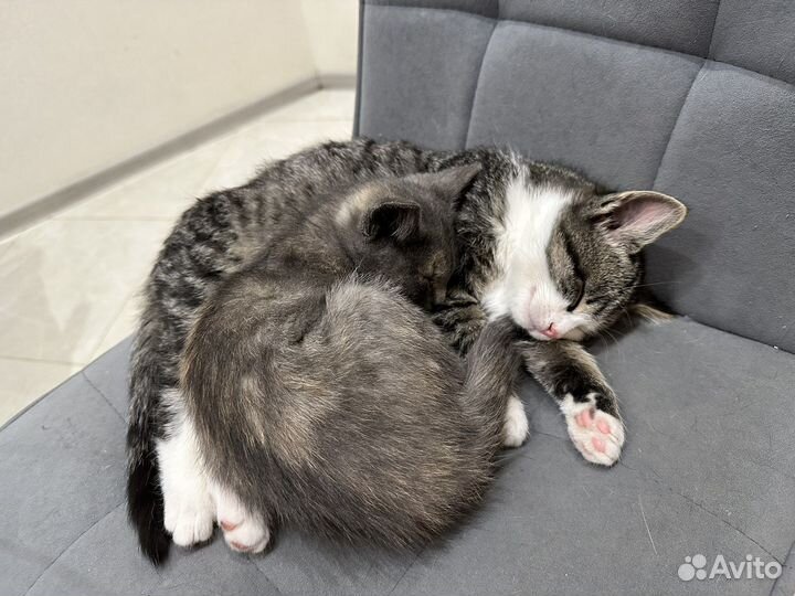 Котята крысоловы