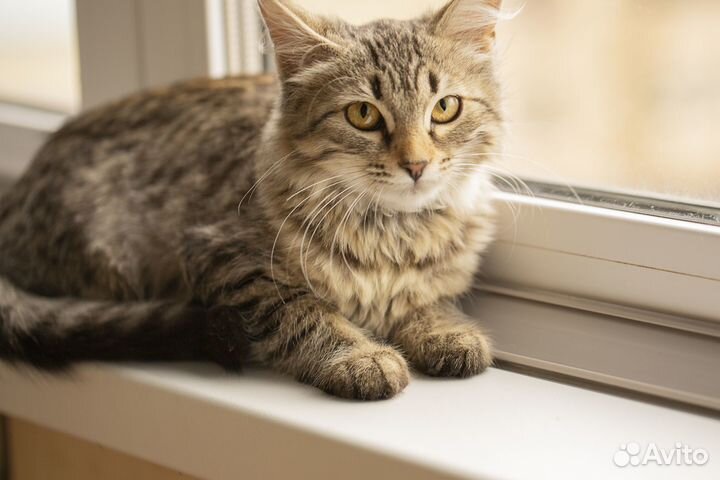 Кошка 6 месяцев