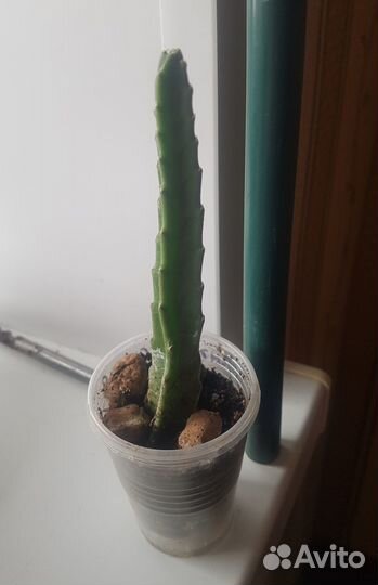 Диффенбахия