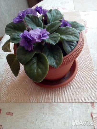 Фиалка в горшках