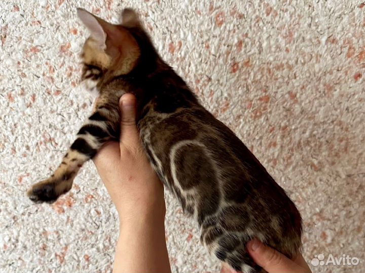 Бенгальская кошка