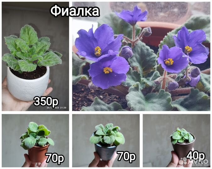 Замиокулькас, Пеперомия, Фиалка, фикус, Суккуленты