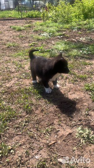 Щенки русско европейской Лайки