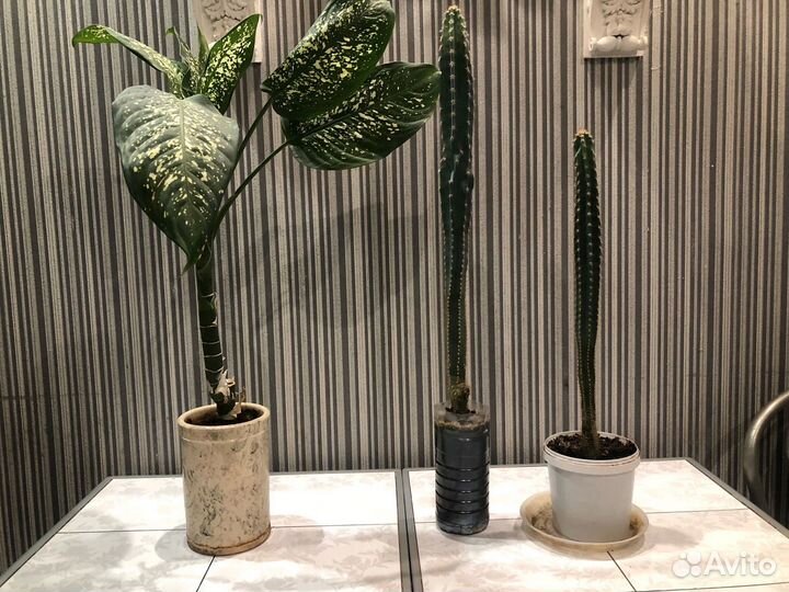 Комнатные цветы