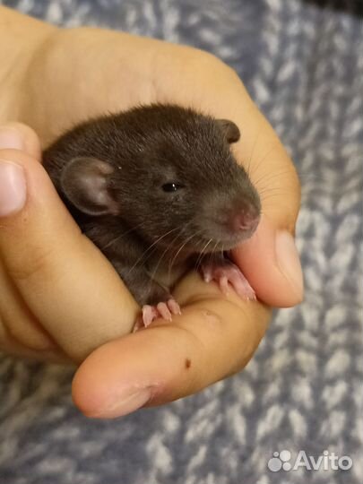 Крысята дамбо девочки Бурмиз