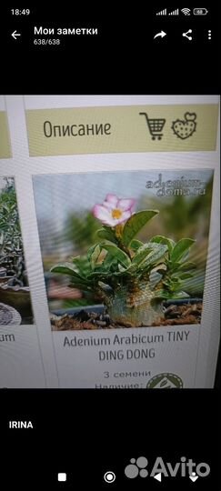 Адениум арабикум