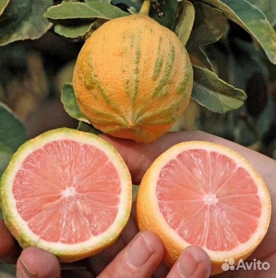 Лимон Эврика Пинк вариегатный