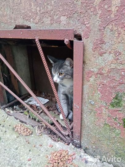 Котик домашний, может кто потерял