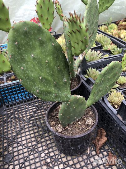 Уличный кактус Опунция