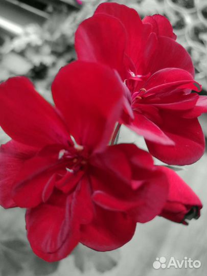 Пеларгония герань