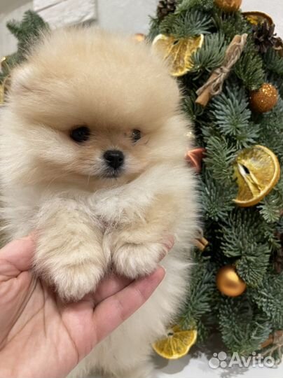 Щенки померанского шпица