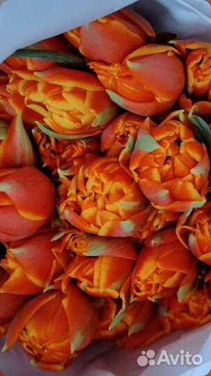 Тюльпаны и мимоза