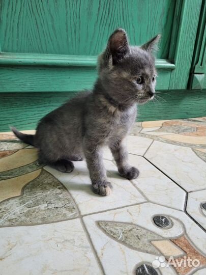 Серый ласковый котёнок