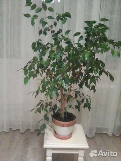 Фикус Бенджамина