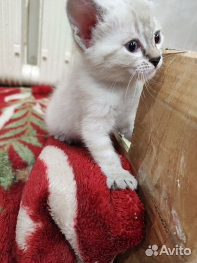 Кошки породистые