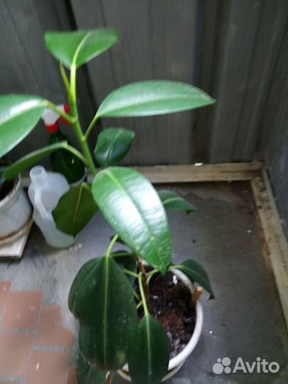 Фикус высота 70 см в пластмассовом горшке