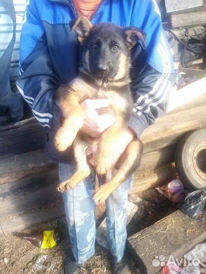 Немецкая овчарка