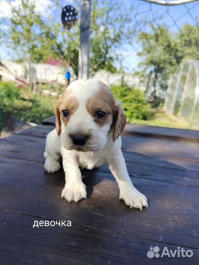 Русский спаниель