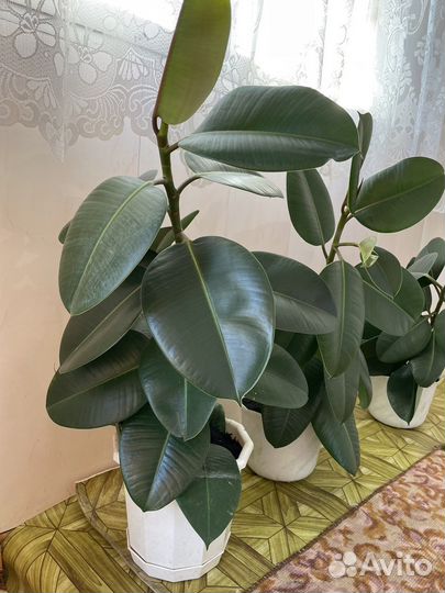 Фикус каучуконосный