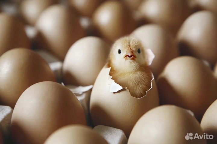 Инкубатор автоматический Несушка на 104 яйца