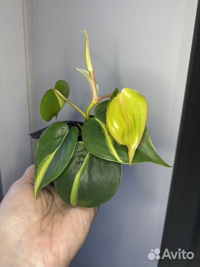 Филодендрон Сканденс бразил