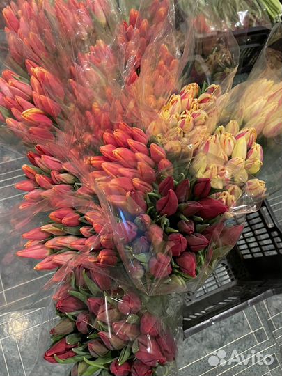 Тюльпаны к 8 марта