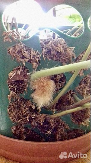 Папоротник флебодиум