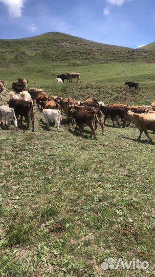 Продажа крс