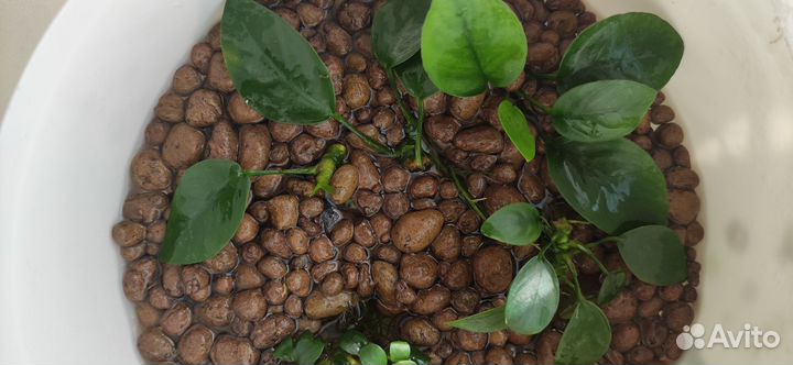 Сальвиния/Анубиас для аквариума