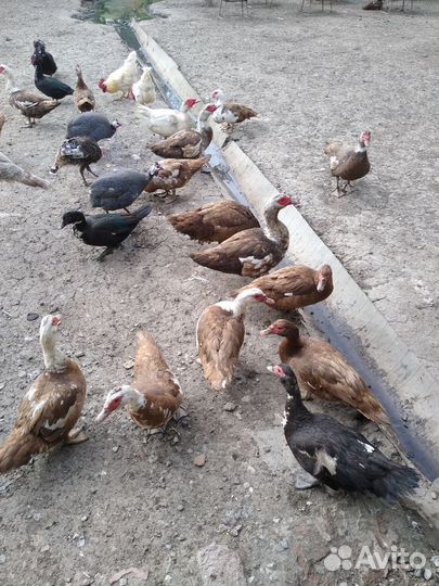 Утки,селезни