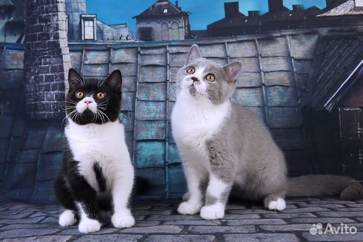 Британские котята