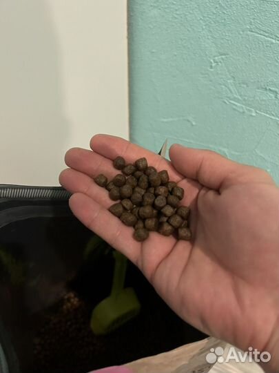 Сухой корм для собак Grandorf