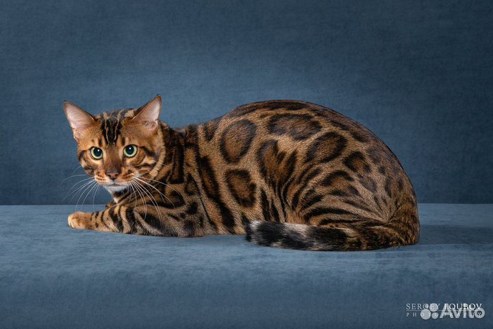 Бенгальский кот вязка
