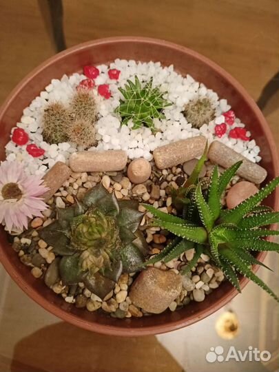 Минисадик из суккулентов
