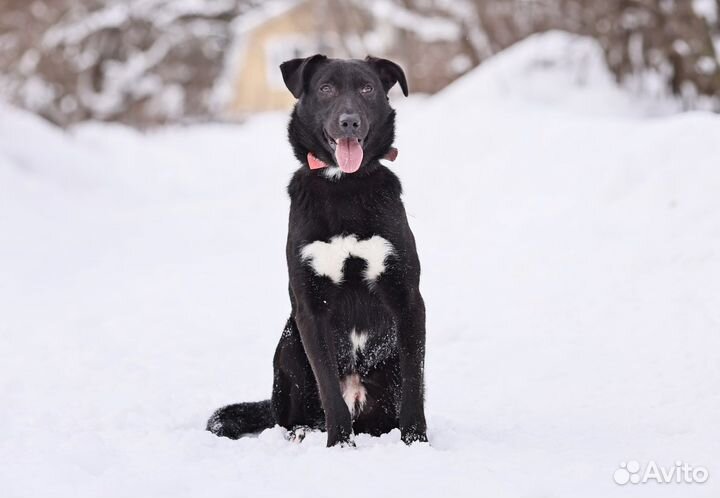Собака в добрые руки отдам бесплатно