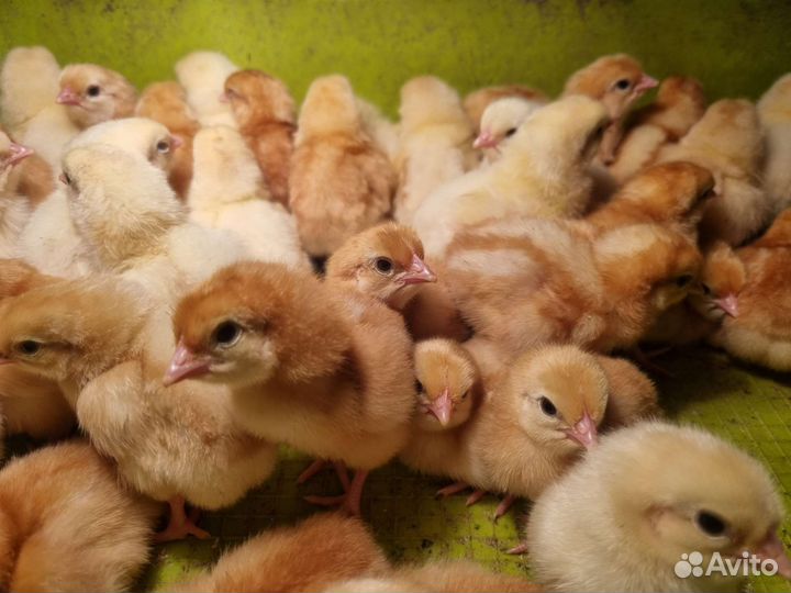 Цыплята Хайсекс Браун
