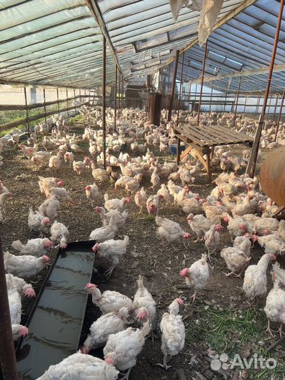 Куры несушки коралл