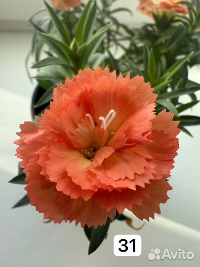 Гвоздика вегетативная, многолетняя