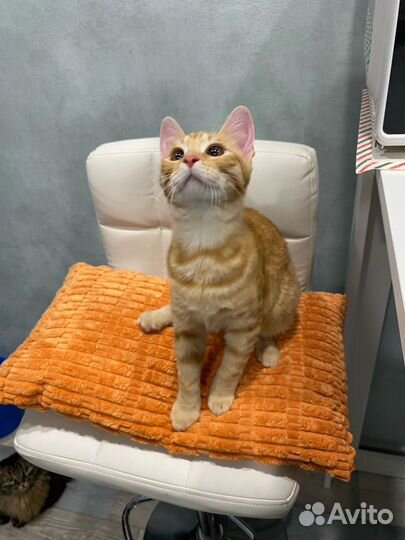 Ищет дом солнечный котик