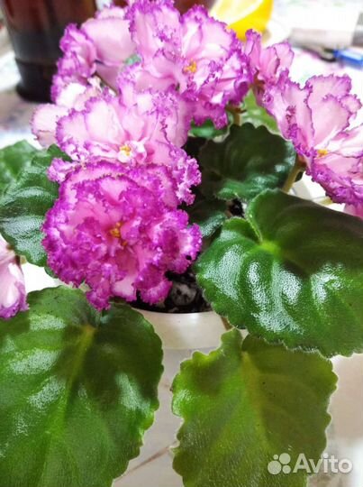 Укорененные листики фиалки