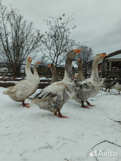 Гуси на племя Крупные