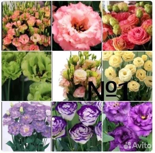 Эустома рассада