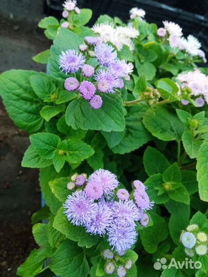 Агератум рассада