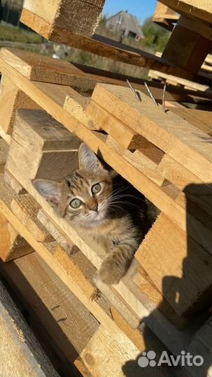 Котики бесплатно