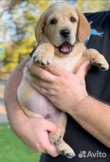 Щенки лабрадора палевые