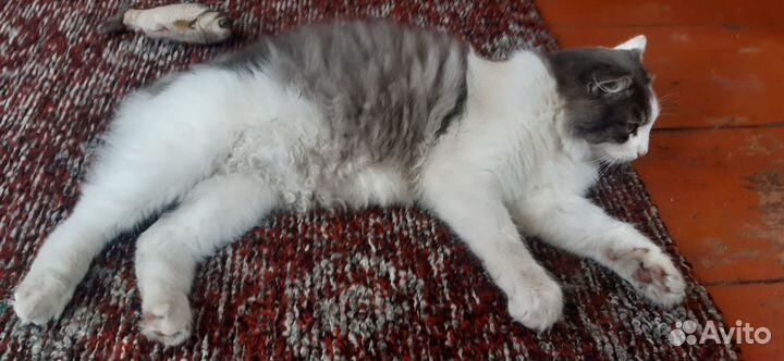 Котик в добрые руки