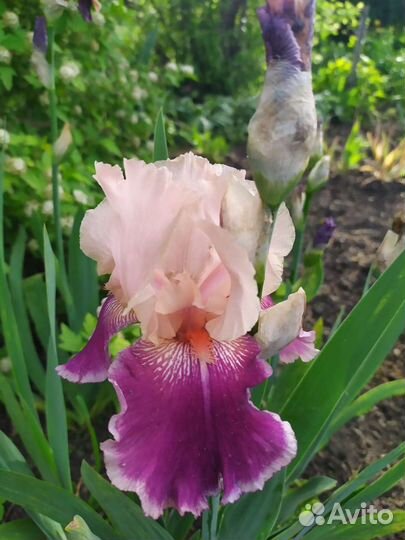 Ирисы сортовые